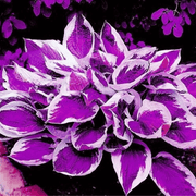 Purple & White Hosta Seeds