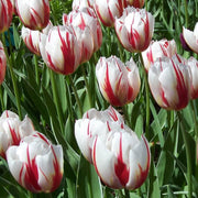 Tulipa gesneriana Tulip Seeds