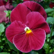 Semi Delta Pure Rose Pansy Seeds