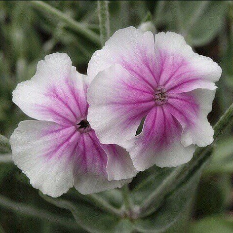 Angel's Blush Lychnis Coronaria Seeds