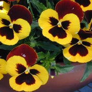 Dynamite Red Yellow Pansy Seeds