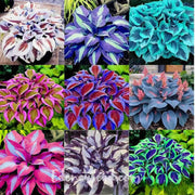 Mix Hosta Seeds