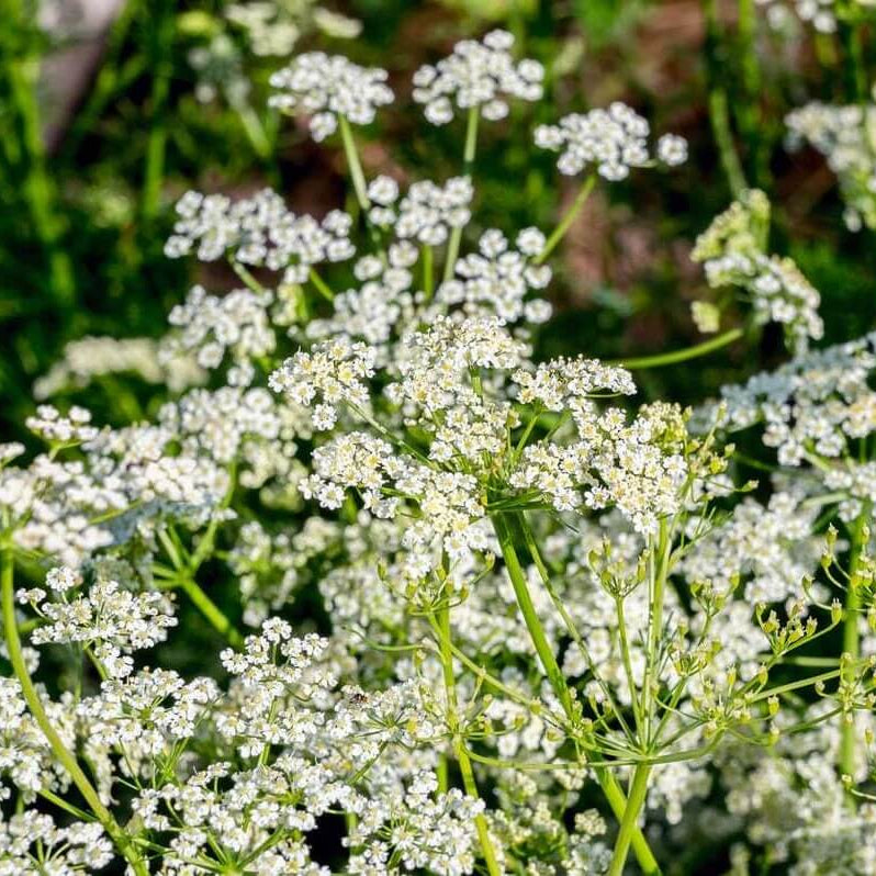 Heirloom Caraway Seeds, Herbal