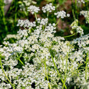 Heirloom Caraway Seeds, Herbal