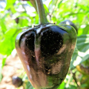 Chilhuacle Pepper Seeds