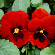 Alpenglow Pansy Viola Seeds