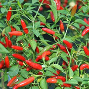 Chile Pequin Pepper Seeds