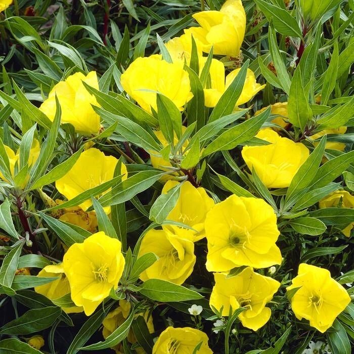 Evening Primrose Oenothera Macrocarpa Seeds