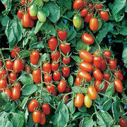 Juliet Tomato Seeds