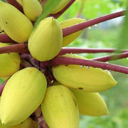 Mixed Papaya Seeds