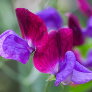 Pink Blue Sweet Pea Seeds