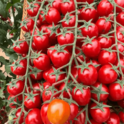 Climbing Waterfall Tomato Seeds