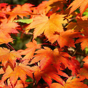Korean Maple Seeds, Herbal