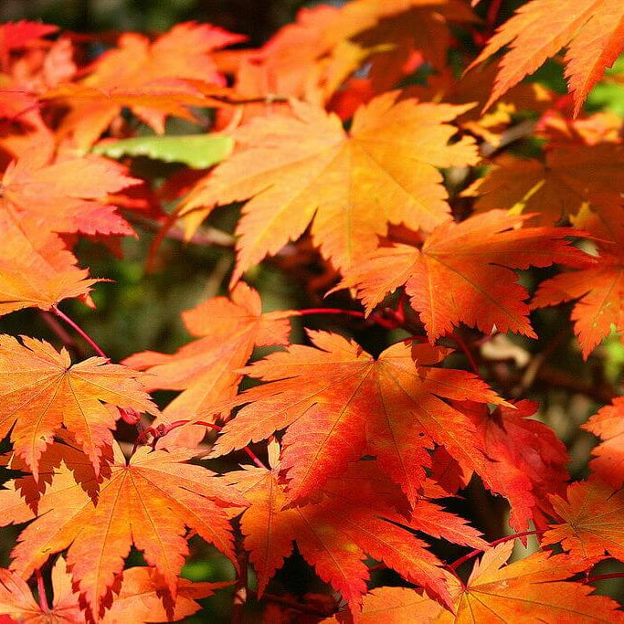 Korean Maple Seeds, Herbal