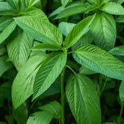 Egyptian Green Molokhia Seeds, Herbal