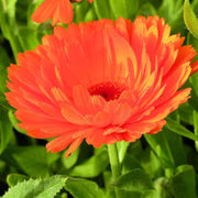 Geishe Girl Calendula Seeds