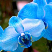 Blue Phalaenopsis Orchid Seeds