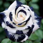 Black and White Rose Seeds