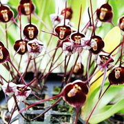 Dark Red Monkey Face Orchid Seeds