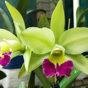 Light Green Cattleya Orchid Seeds