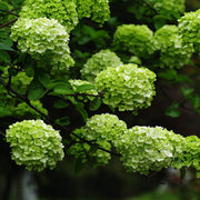 Dark Green Hydrangea Seeds