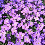 Rainbow Rock Cress Seeds