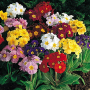 Mixed Heirloom Wildflower Blend Primula Seeds