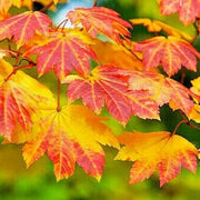 Korean Maple Seeds, Herbal