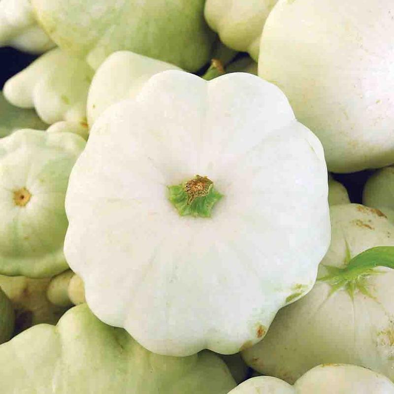 White Patisson Squash Seeds