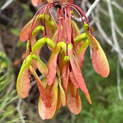 Sugar Maple Seeds, Herbal