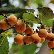Date Plum Persimmon Seeds