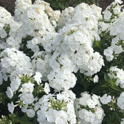 White Phlox Seeds