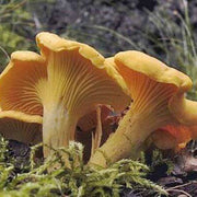 Girolle Mushroom Spawn Seeds