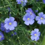 Regatta Wildflower Mix Seeds