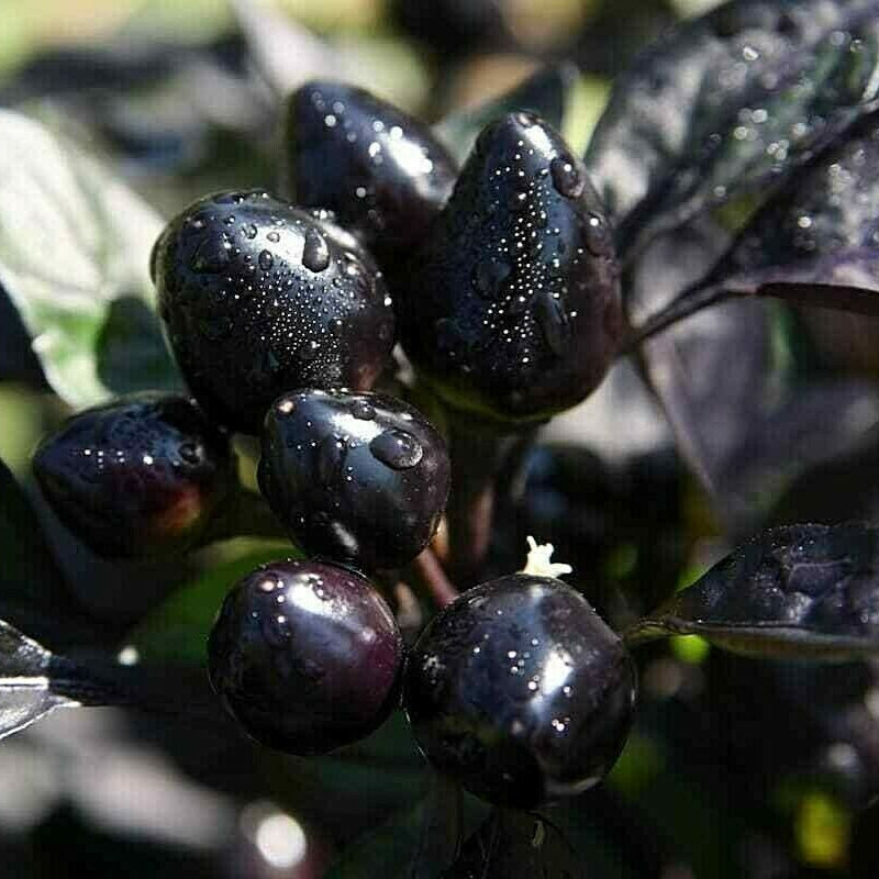 Black Hawk Ornamental Pepper Seeds