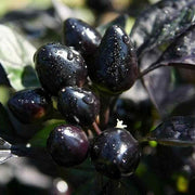 Black Hawk Ornamental Pepper Seeds