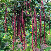 Red Noodle Bean Seeds