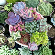 Mixed Succulent Seeds