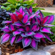 Hosta Seeds, Purple Black Shade