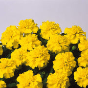 Bonanza Yellow Marigold Seeds