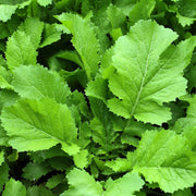 Green in the Snow Mustard Seeds