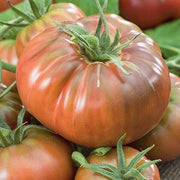 Brown Giant Tomato Seeds