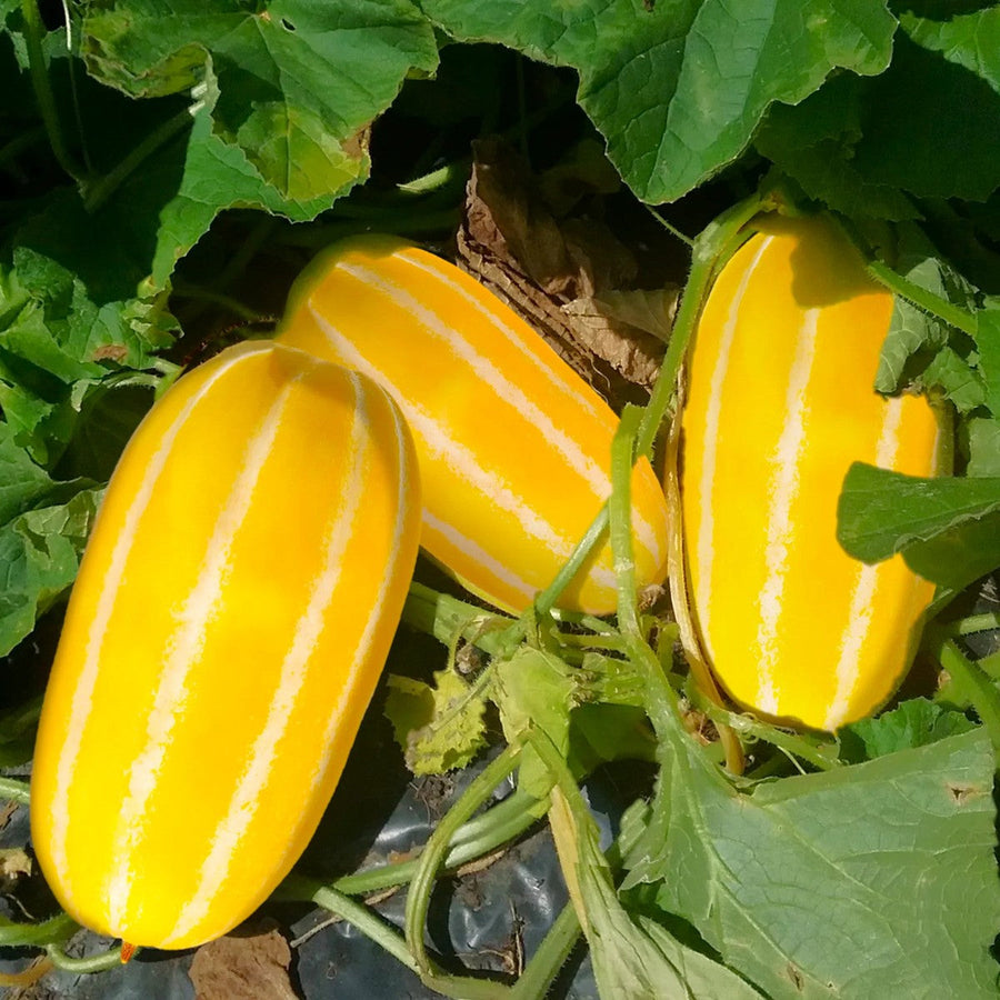 Gold Neungju Seeds
