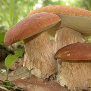 Brown Mushroom Seeds