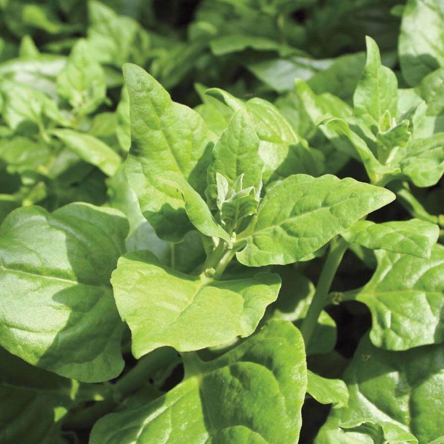 New Zealand Spinach Seeds