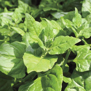 New Zealand Spinach Seeds