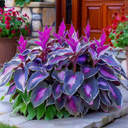 Hosta Seeds, Purple Black Shade