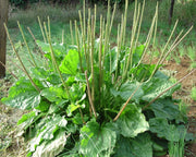 Green Plantago Major Seeds, Herbal