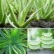 Green Aloe Vera Seeds, Herbal