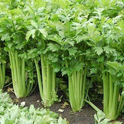 Classic Celery Seeds